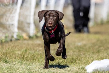 Alman Shorthair Pointer Puppy Koşu Alanı Hızlı Koşu Köpek Sporu