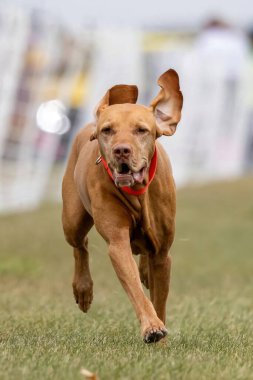 Safkan Vizsla Koşu Pisti Hızlı Köpek Sporu