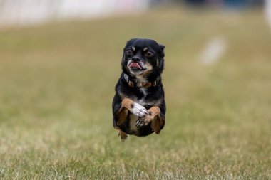 Tüm Amerikan Karışık Melez Köpekler Koşu Alanı Koşu Pisti Hızlı Köpek Sporu