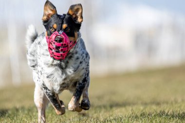 Avustralya Sığır Köpek Heeler Koşu Pistinde Koşan Hızlı Köpek Sporu