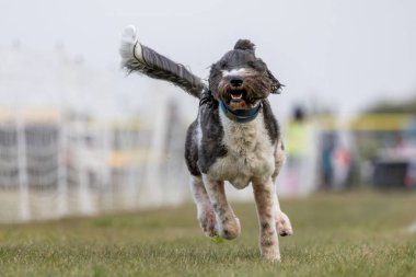 Sheepadoodle Kaniş Karışık Yetiştirme Yetiştirme Yetiştirme Koşu Pisti Köpek Sporu