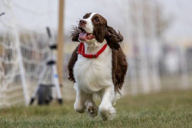 İngiliz Springer Spaniel Koşu Pistinde Koşan Hızlı Köpek Sporu