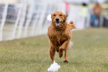 Safkan Golden Retriever Koşu Pistinde Koşan Hızlı Köpek Sporu