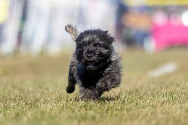 Safkan Siyah Cairn Teriyeri Koşu Pistinde Koşan Hızlı Köpek Sporu