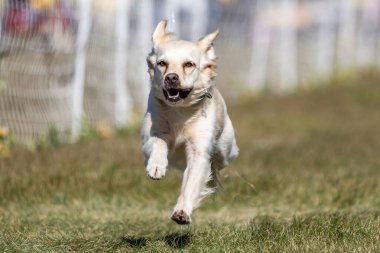 Tüm Amerikan Karışık Melez Köpekler Koşu Alanı Koşu Pisti Hızlı Köpek Sporu