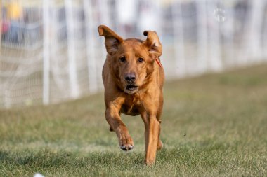 Fox Red Labrador Retriever Laboratuvarı Koşu Pisti Hızlı Köpek Sporu