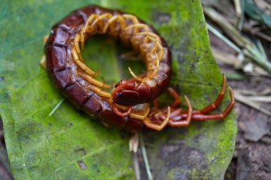 Close-up view of centipede on leaf clipart