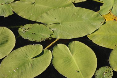 Zambak yastıkları göle