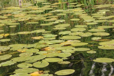 green lily pads on a lake clipart