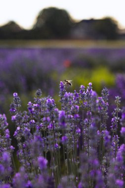 Lavender flowers on the field clipart