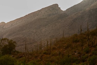 Tucson 'daki Sonoran Çölü' nün manzarası.