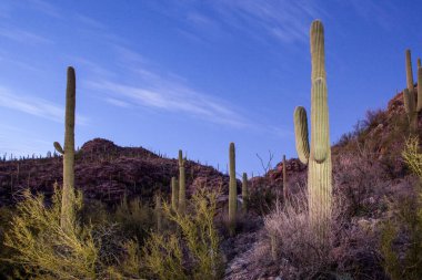 Geceleri çölde Saguaro kaktüsü
