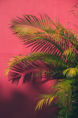 Güneşli bir günde kırmızı duvarda yeşil palmiye yaprakları