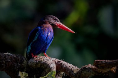 Javan Kingfisher dala tünedi.