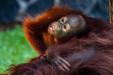 Portrait of baby bornean orangutan