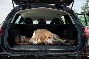 Labrador köpeği bagajda yatıyor.