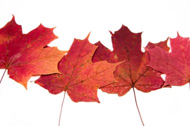 Kurutulmuş kırmızı akçaağaç yaprakları beyaz arkaplanda