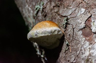 Bir ağaç gövdesinin kenarında kısmi ışıkla büyüyen bileklik mantarı.