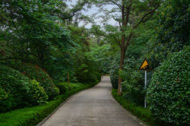 Parktaki yeşil sokak.