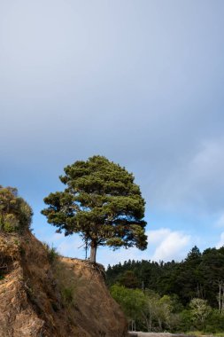 Yalnız Çam Ağacı okyanusun yakınındaki aşınan kayalıklarda sisle oturuyor.