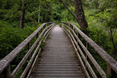Ahşap Geçit Yoğun, yemyeşil ormanlara açılıyor