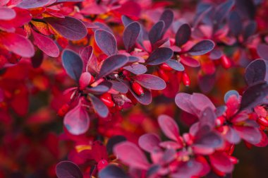 Sonbaharda böğürtlen çalılarının üzerindeki renkli yaprakları ve meyveleri kapat..