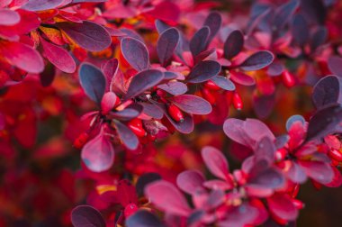 Close up of colorful leaves and berries on barberry shrub in autumn. clipart