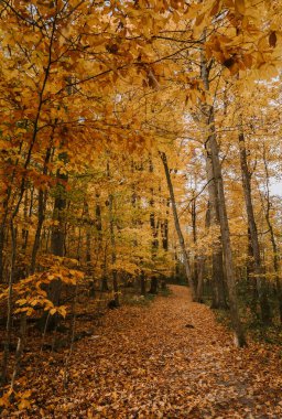 Bir sonbahar günü ormanda güzel yapraklı patika..