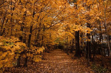 Güzel altın yapraklar bir sonbahar gününde ağaçlık bir patikada.