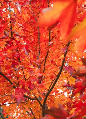 Sonbahar günü akçaağaç dallarındaki kırmızı yaprakların arasından yukarı bakıyorum..