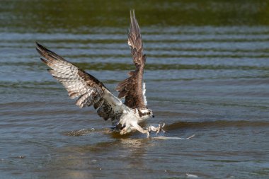 An osprey taking a fish from the river clipart