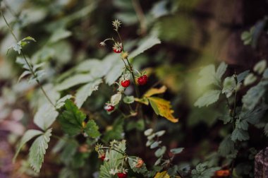 Yaban çilekleri yemyeşil bir bahçede yetişiyor..