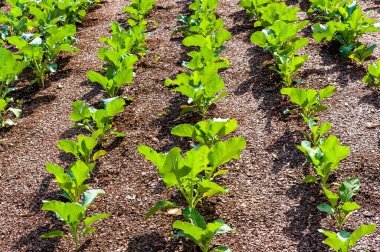 Rows of cabbage plants on a small farm. clipart