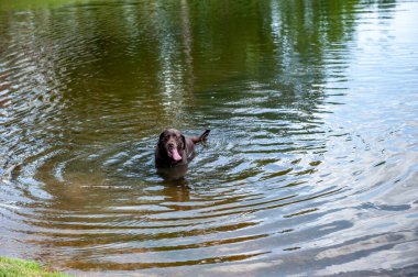 Suyla oynayan siyah bir laboratuvar..