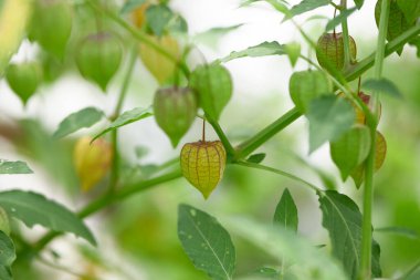Cape bektaşi üzümü veya altın çilek meyvelerinin kaybedilmesi (Physalis peruviana)