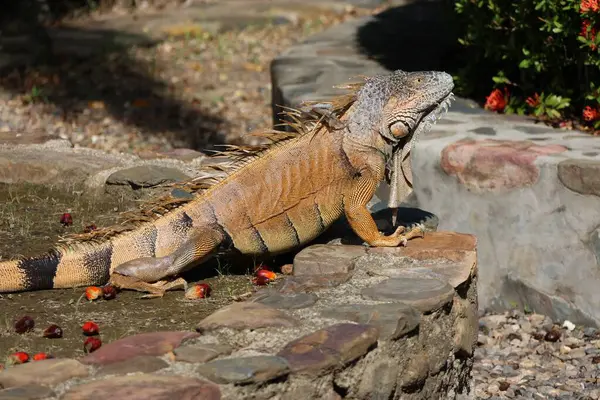 Tropikal güneşte dinlenen büyük iguana.