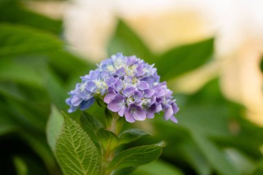 Sırtında çok renkli mor, mavi ve yeşil ortanca çiçeği