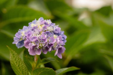 Yakın plan pastel mavi ve mor ortanca çiçekleri.