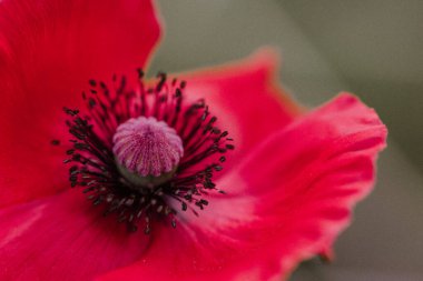 Bir gelinciğin içini kapatın.