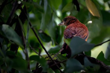 Southern Variable Pitohui perching on tree clipart