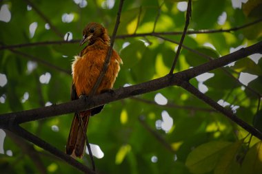 Southern Variable Pitohui perching on tree clipart