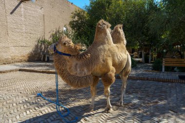 Mavi tasmalı bir deve binanın önünde duruyor.