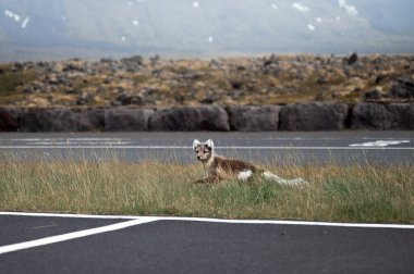 Arctic fox walking in a car park in Iceland clipart