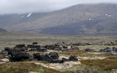 Arctic fox with her young cubs in Iceland clipart