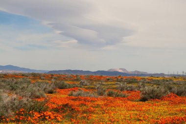 orange poppies, yellow wildflowers, cloudy sky with mountains. clipart