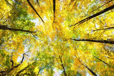 Arka plandaki akçaağaçlar Vermont 'ta sonbahar renginde parlıyor.