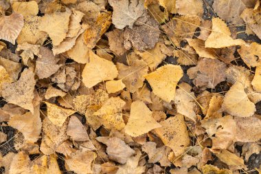 Bir Sonbahar Yaprakları Yığını