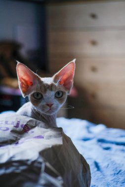 Devon Rex Cat 'in portresi evde yatakta oturuyor.