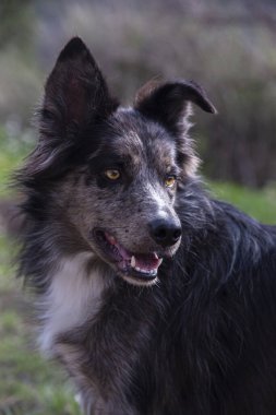 Siyah beyaz önlüklü ve kahverengi gözlü bir köpek çimenli bir alanda duruyor. Köpek mutlu görünüyor ve gülümsüyor.