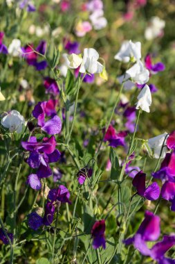 Sweetpea in full bloom in summer clipart